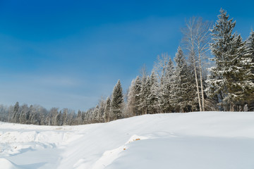 Fototapeta na wymiar The snowy forest in January