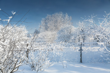 The snowy trees in January