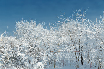 The snowy trees in January