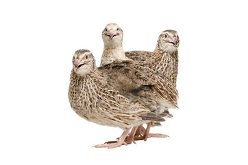 Three quail standing together 