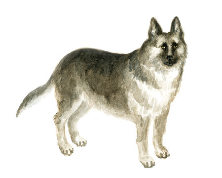 the German shepherd. Image of a thoroughbred dog. Watercolor painting.