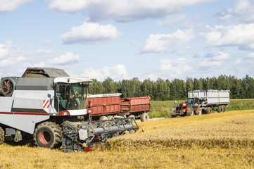 Fototapeta premium A colorful image with a combine harvester at work on a hot day in summer.
