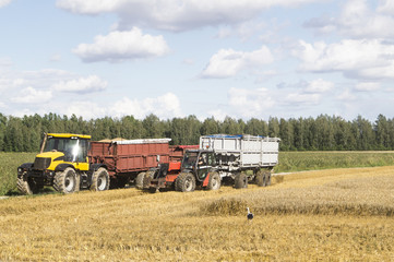 Fototapeta na wymiar Two tractors in wheat field at summer day.