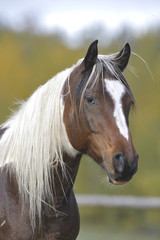 Pinto Arabian Stallion, portrait, close up