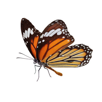 Beautiful monarch butterfly © thawats
