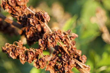 Brown Seeds on green blur backgrond
