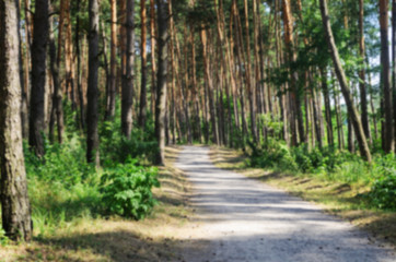 Fototapeta na wymiar Blurred photo of road through the pine forest