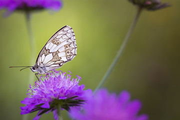 Schachbrett Schmetterling