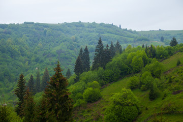 Green forest with trees and bushes on the hill