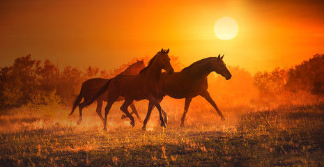 Fototapeta na wymiar Three brown horse run on the sunset background