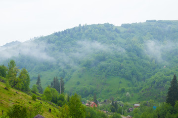 Naklejka premium Summer nature with hill, trees and mist