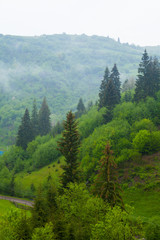 Summer nature with hill, trees and mist