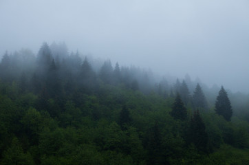 Green forest and mist