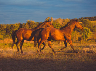 Fototapeta na wymiar Three brown horse run on the nature background in the evening