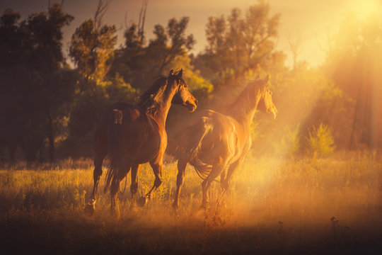 Three brown horse run on the sunset background