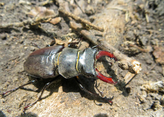 Common stag beetle (Lucanus cervus)