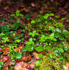 Autumn wet leaves