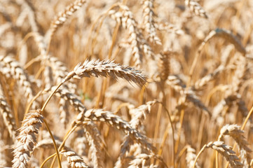 Fototapeta premium Ear of wheat