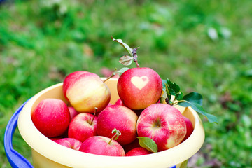 Yellow bucket with red ripe apples from orchard .