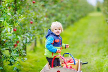 Little toddler boy picking red apples on farm