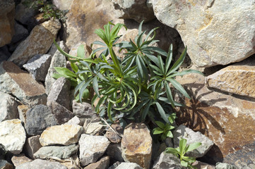 Stinkende, Nieswurz; Helleborus, foetidus