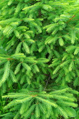 background texture of the branches growing young green fir