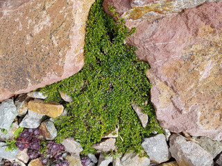 Thymus; vulgaris, Gewuerz, Heilpflanze, Kraeuter, Kuechenkraeute