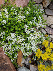 Thymus; vulgaris, Gewuerz, Heilpflanze, Kraeuter, Kuechenkraeute