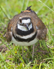 Obraz premium Wild bird