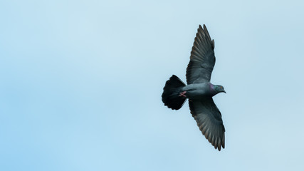The pigeon.