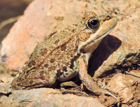 Brown frog or toad, close-up shot.