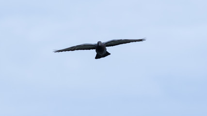 The pigeon.