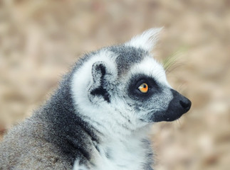 Naklejka na ściany i meble Black and white colored lemur, close-up of a madagascar meerkat. 
