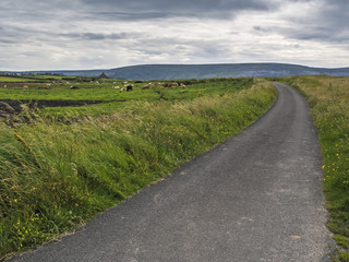 Road and cow pasture.