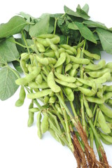 枝付き枝豆