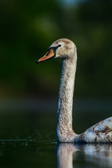 Portrait eines Schwans