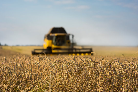 Harvesting wheat crop harvester