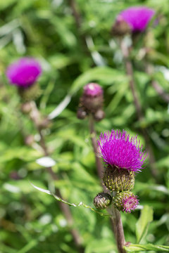 Fiori di cardo selvatico rosa violaceo nel prato verde