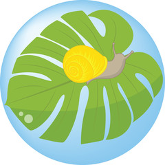 Yellow snail on tropical leaf