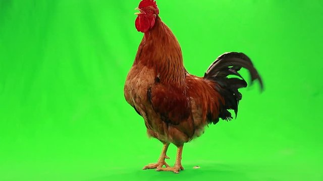 rooster pecks wheat on  green screen