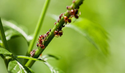 Red ant with aphid on a green stem