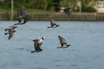 The pigeons.
