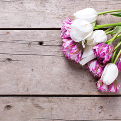 Bright  violet and white tulips flowers on aged wooden  backgrou