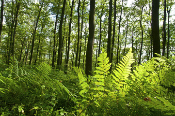 Obraz premium Forest trees fern environment plants