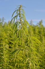 green industrial hemp