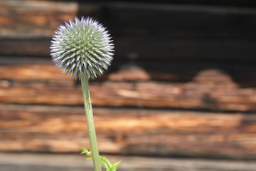 Blue globe thistle (Echinops sphaerocephalus) from the North of Sweden.
