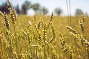 Fototapeta premium ears of wheat