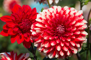 summer time red dahlia flower