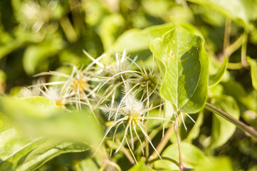 White flowers on green blur background