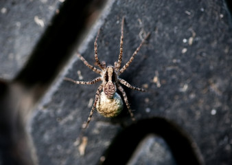 Gray spider on an old tire